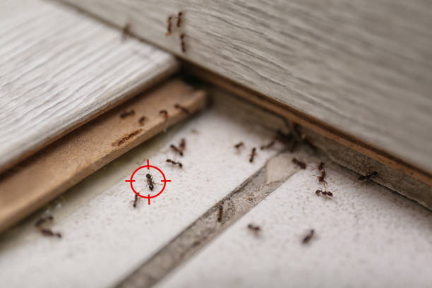 Best Rat Extermination Near Me  in Resaca, GA