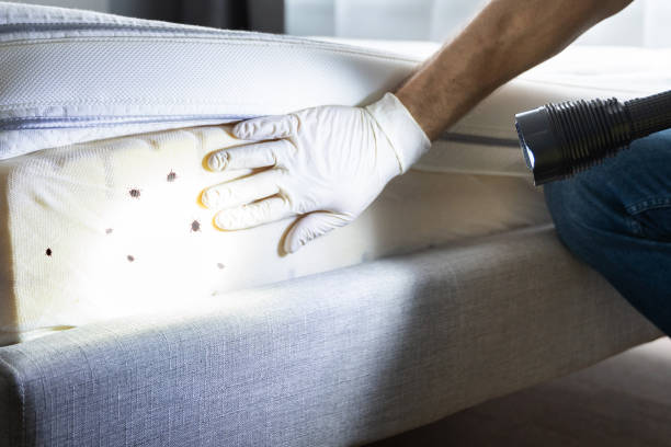 Best Wasp Removal Services  in Resaca, GA