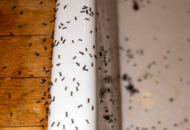 Best Mosquito Control Services  in Resaca, GA