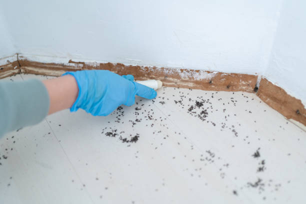 Best Local Pest Control Services  in Resaca, GA